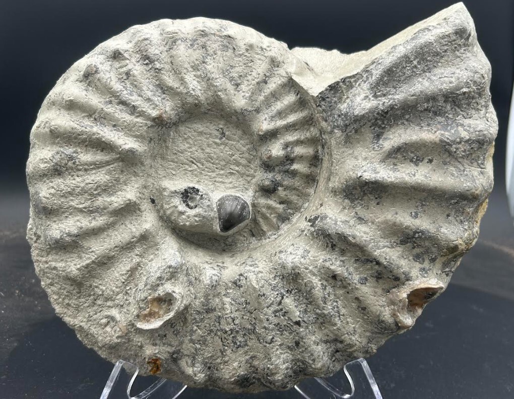 Mortoniceras Ammonites